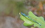 Azure Bluet (Male, Coenagrion puella)